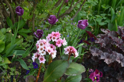 Bergenia-DragonflySakura.18-1.jpg