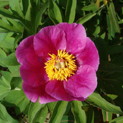 Paeonia broteroi.jpg