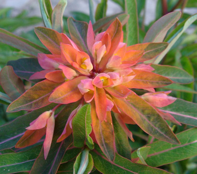 Euphorbia griffithii Dixter.jpg