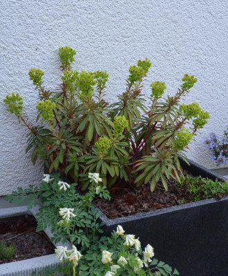 Euphorbia-Martin.18-2.jpg