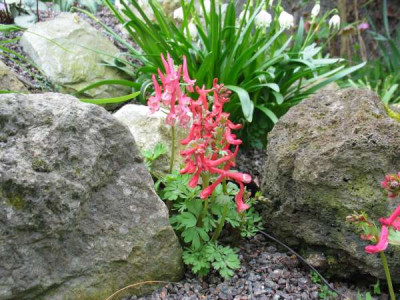 Corydalis_1.jpg