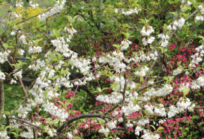 Halesia carolina.jpg