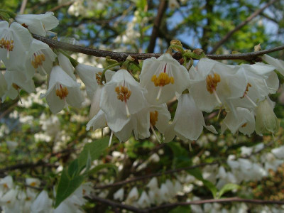 Halesia carolina18.jpg