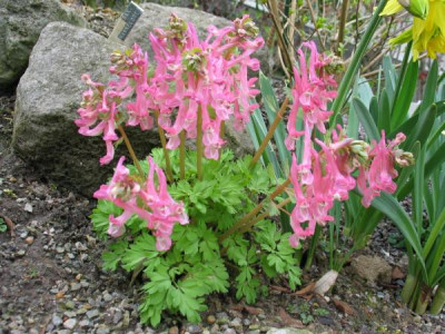 Corydalis_3.jpg