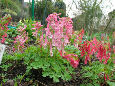 Corydalis_5.jpg