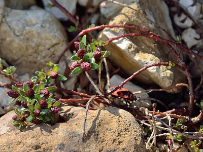 DSC_2536-Salix hymatocallix-Wanze_001.JPG