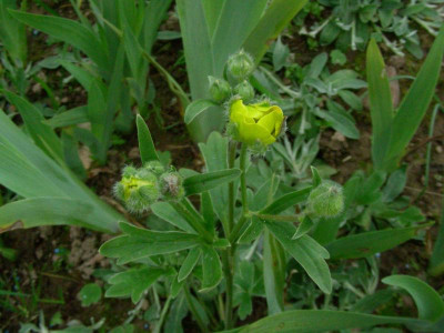 Ranunculus psilostachys DSCN2085.JPG