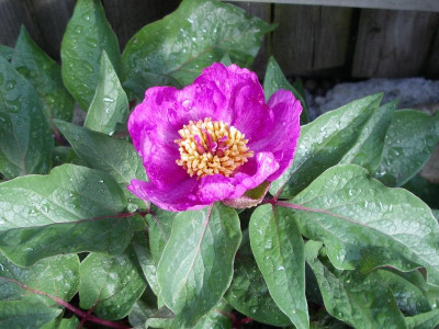 Paeonia cambessedesii 24.04.18.JPG