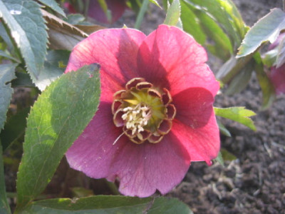 Helleborus_Rafz_Maerz_07.jpg