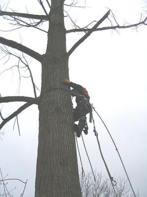 Klettermaxe_fars_2007.jpg