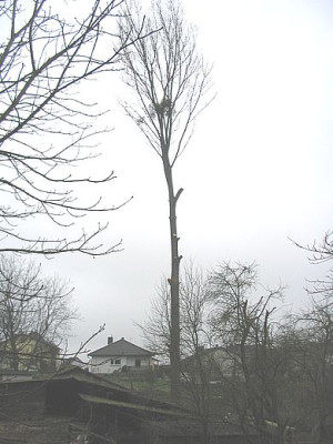 Kletterbaum.jpg