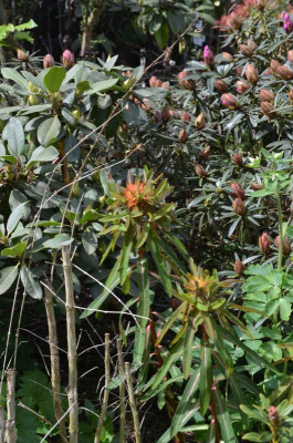 Euphorbia_griffithii.18-1.jpg