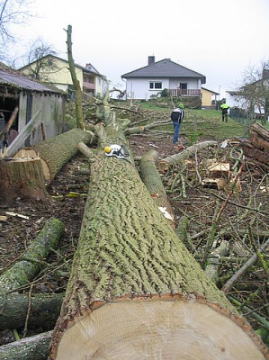 gefallter_Riese_fars_2007.jpg