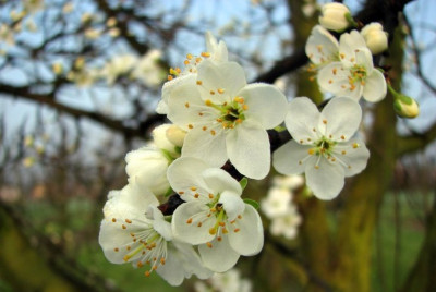 APFELBLUTE_FR_1603.jpg