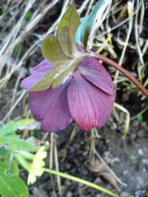 Helleborus_51.jpg