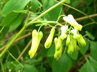 dicentra_scandens.jpg