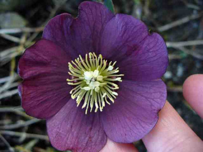 Helleborus_52.jpg
