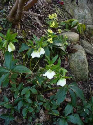 Helleborus_53.jpg