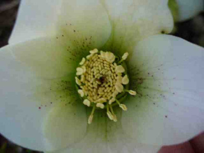 Helleborus_55.jpg