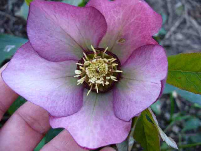 Helleborus_57.jpg