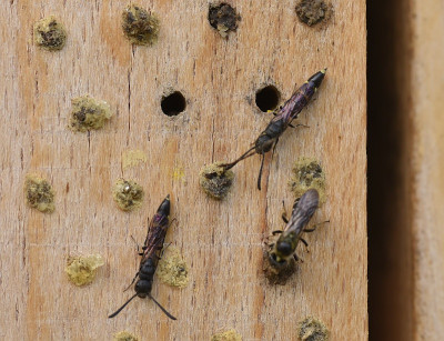 osmia_flori_18_04.jpg
