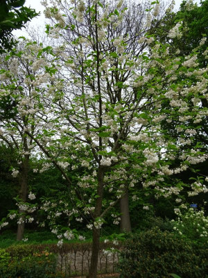Halesia monticola var vestita baum.JPG