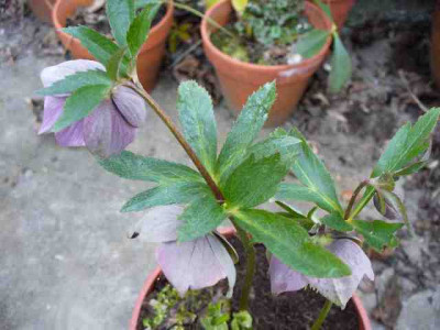 Helleborus_60.jpg