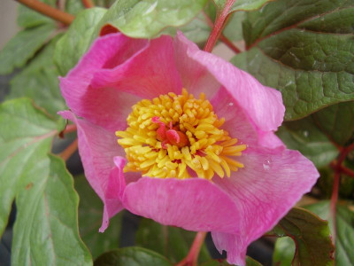 Paeonia-campessedesii.jpg