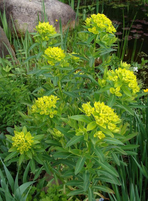 Euphorbia palustris.jpg