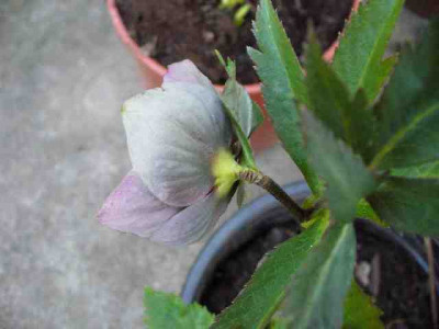 Helleborus_62.jpg