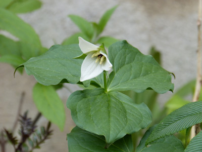 2018-04-24 Trillium sulcatum f. albolutescens.jpg