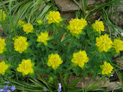 Euphorbia polychroma.jpg