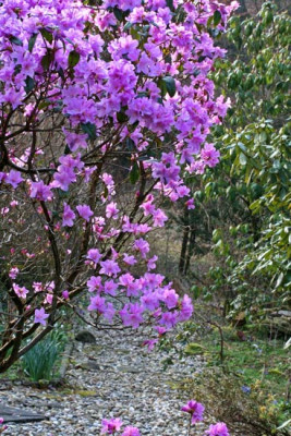 Rhododendron-1.jpg
