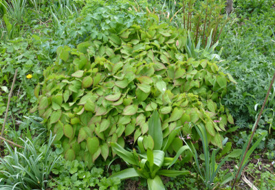 2018-04-24 Epimedium rubrum 1.jpg