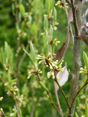 2018-04-24 Lindera angustifolia.jpg