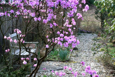Rhodo.-2.jpg