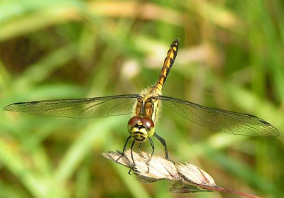 Sympetrum_danae_-_Schwarze_Heidelibelle_jung-m01.jpg