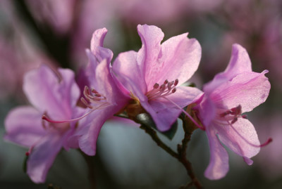 Rhodo-3.jpg