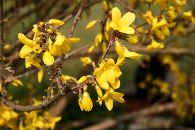 Str_ForsythiaI160307.jpg