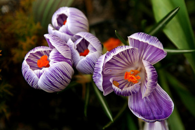 St_Krokus160307.jpg