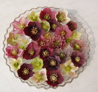 Helleborus_in_Schale__0292.jpg