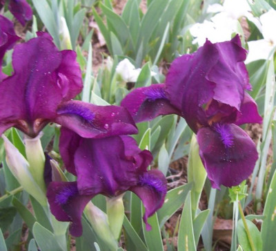 100_7370 SDB violett.jpg