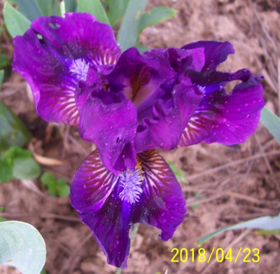 100_7372 SDB violett TH.jpg
