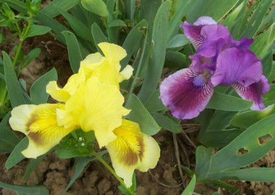 100_7383 gelb und violett.jpg