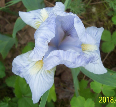 100_7389 SDB hellblau.jpg