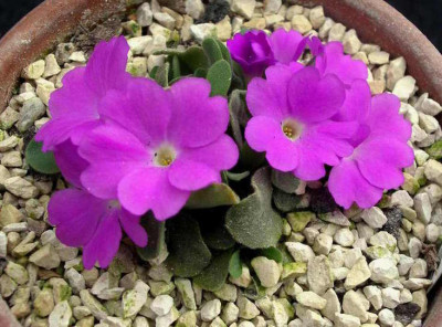 Primula_allionii_Jahn_XV_2007-03-17.JPG