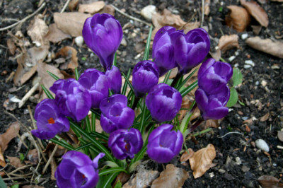 Krokus0207.jpg