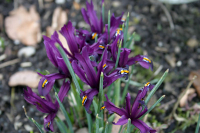 Fruhling0207.jpg