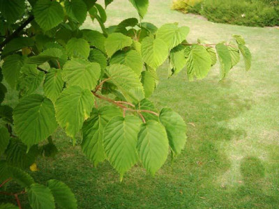 Davidia_involucrata.jpg