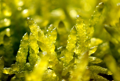 Sylt-Makro-7.jpg